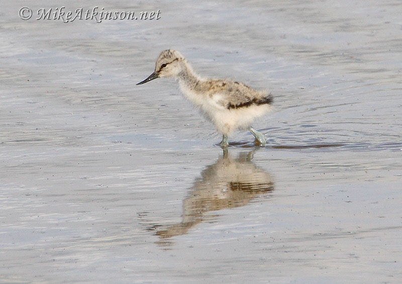 Avocet