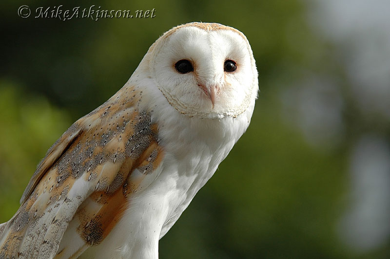 Barn Owl (captive bird)
