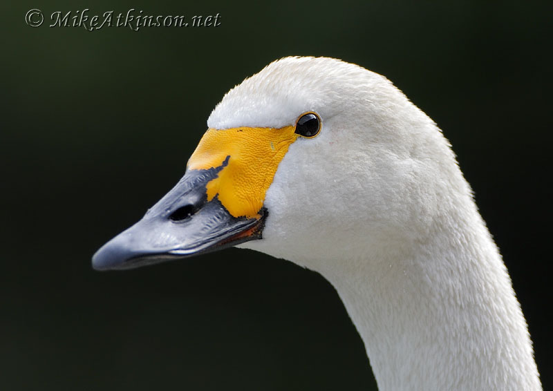 Bewick's Swan (captive bird)