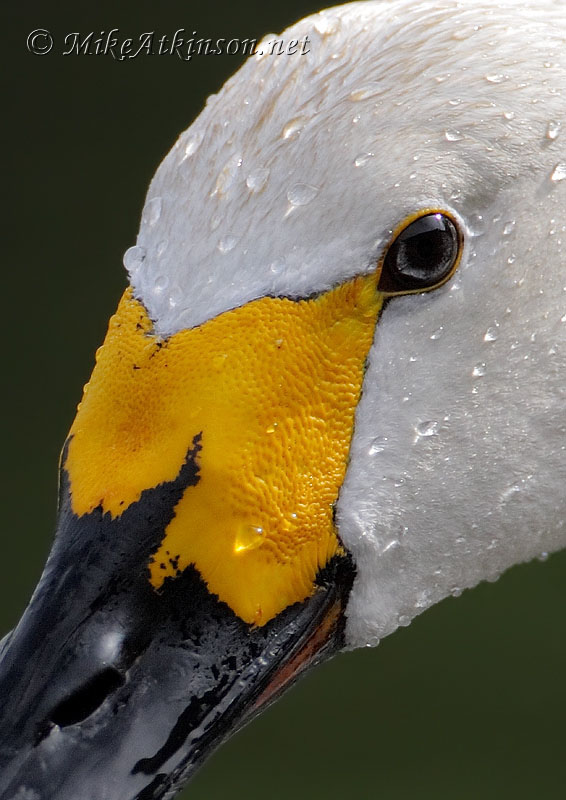 Bewick's Swan (captive bird)