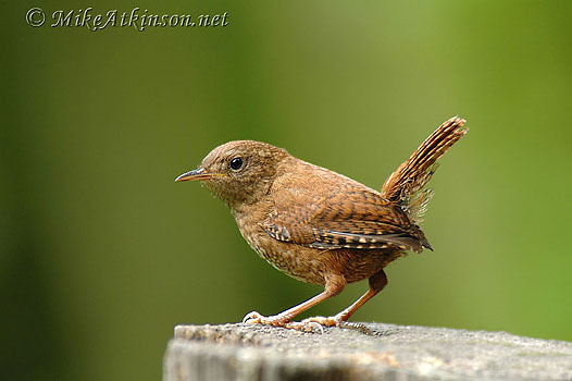 Bird Photography by Mike Atkinson