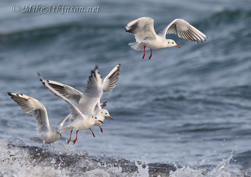 Black-headed Gull