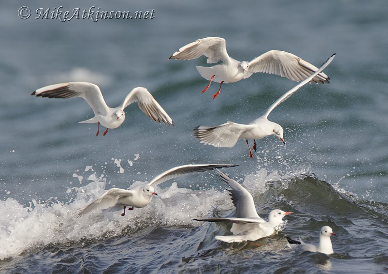 Black-headed Gull