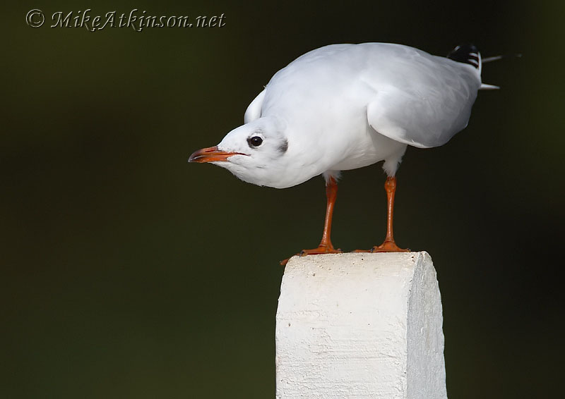 Black-headed Gull