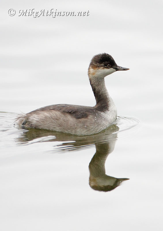 Black-necked Grebe