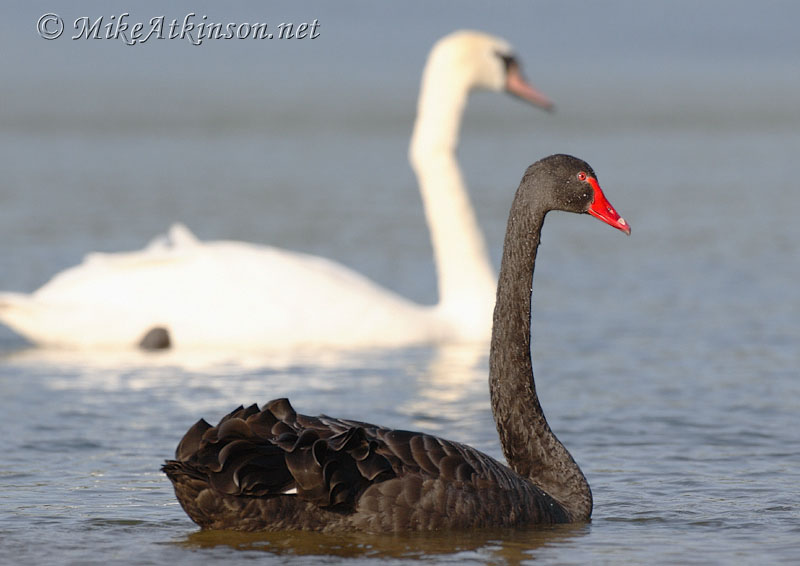 Black Swan