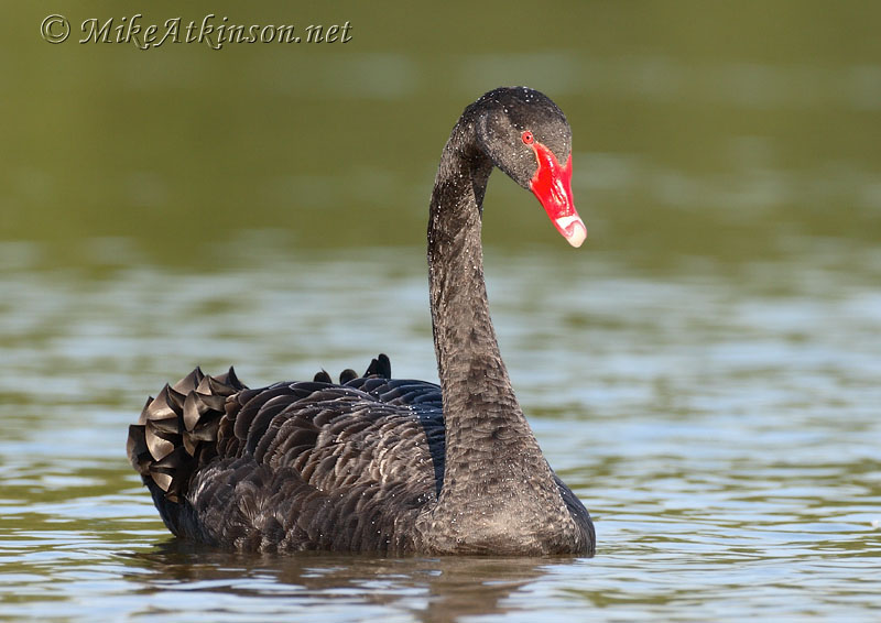 Black Swan