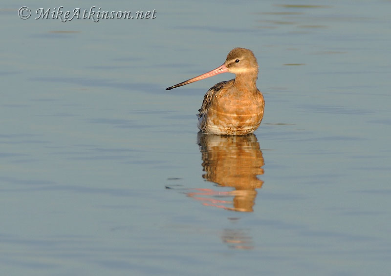 Black-tailed Godwit