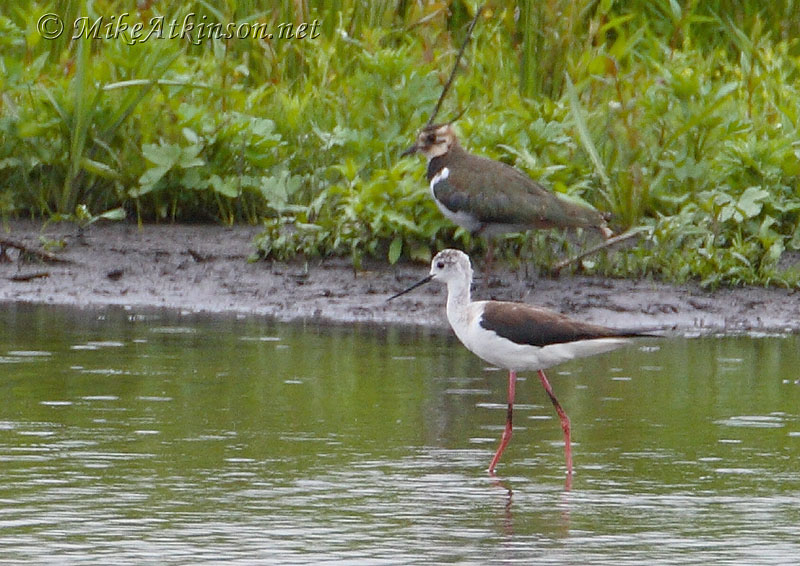 Black-winged Stilt