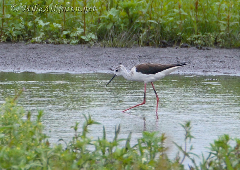 Black-winged Stilt