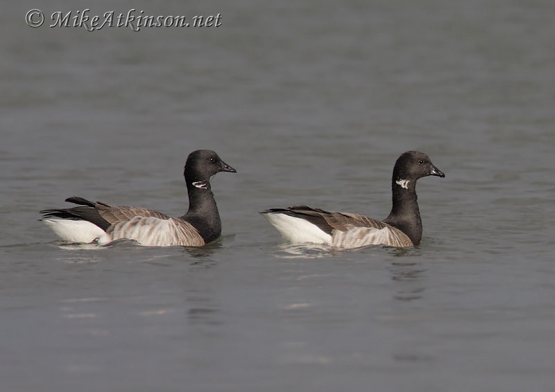 Brent Goose