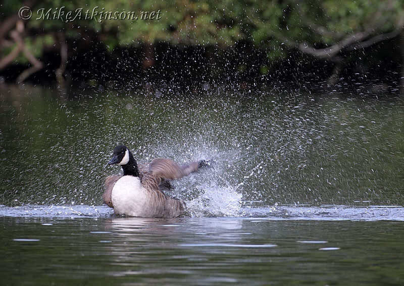 Canada Goose