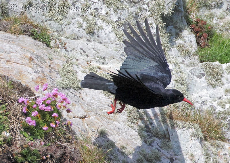 Chough