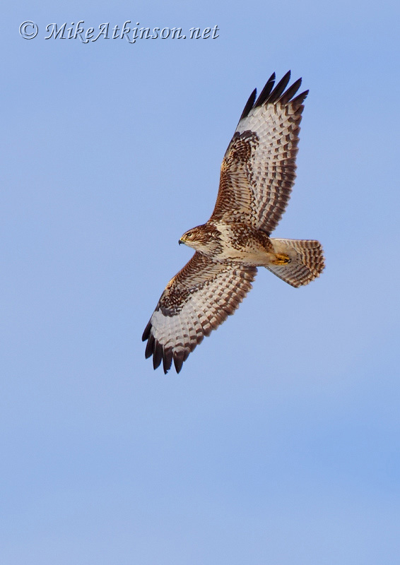 Common Buzzard