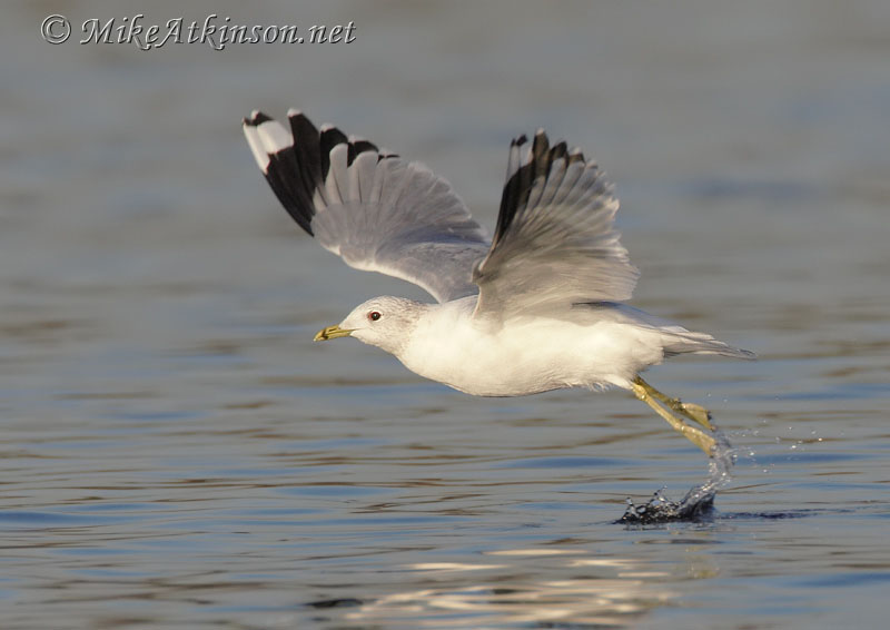 Common Gull