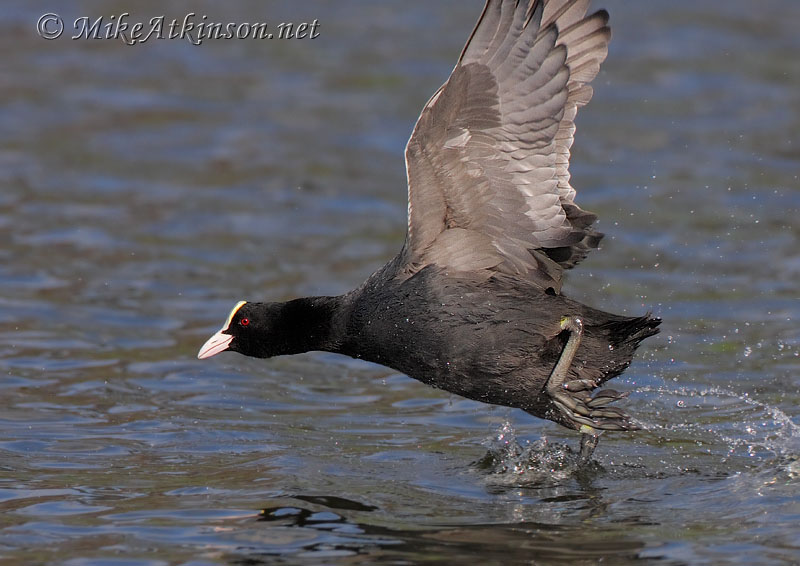 the coot bird