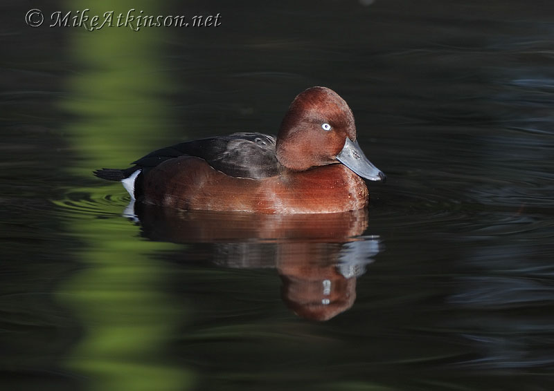 Ferruginous Duck (captive bird)