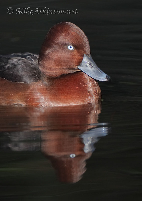 Ferruginous Duck (captive bird)