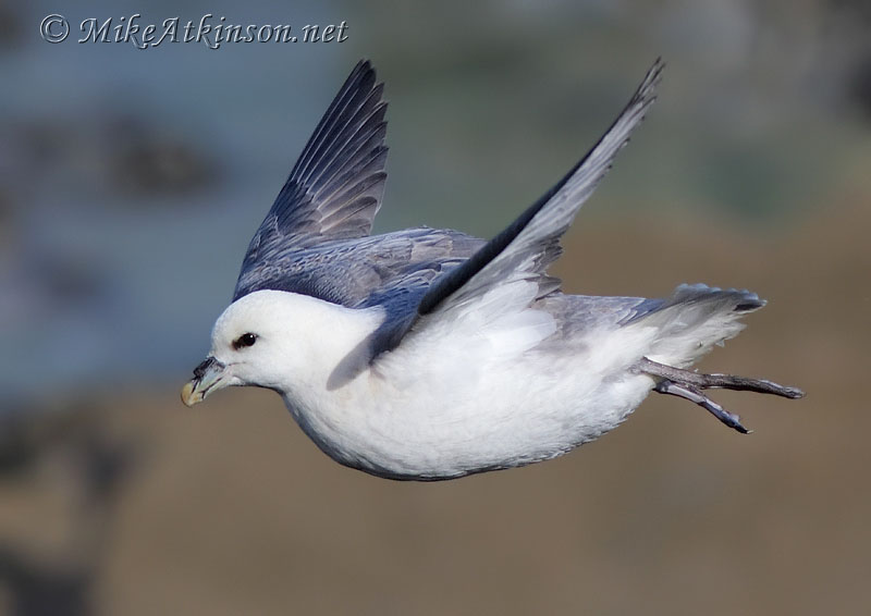 Fulmar