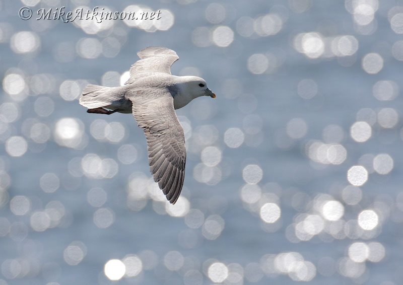 Fulmar