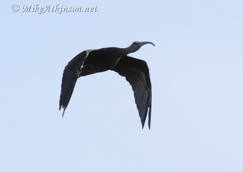 Glossy Ibis