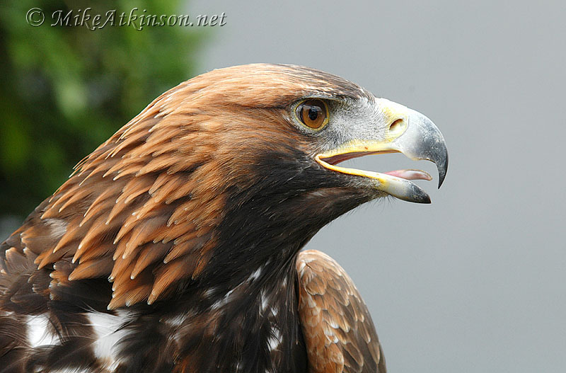 Golden Eagle (captive bird)