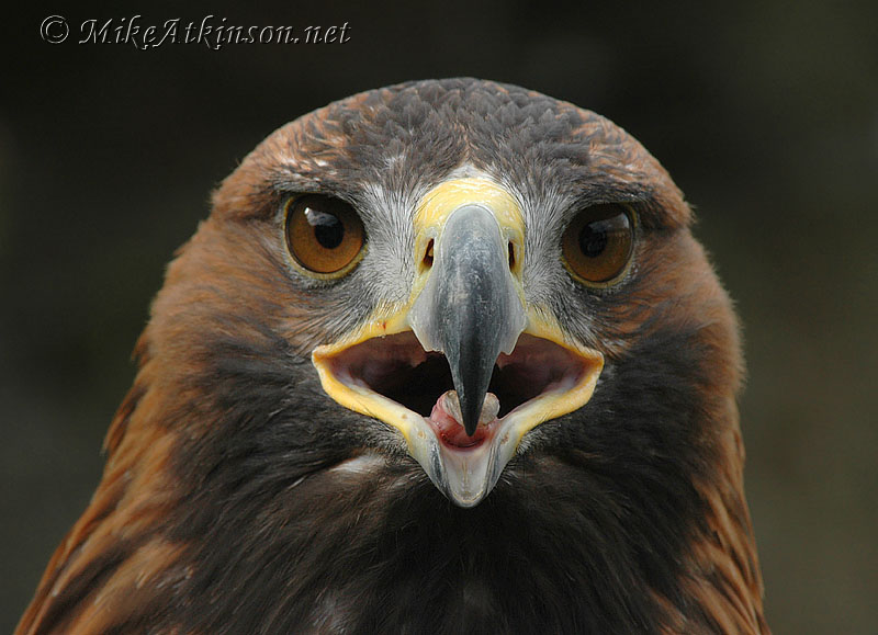 golden eagle pictures. Golden Eagle (captive bird)