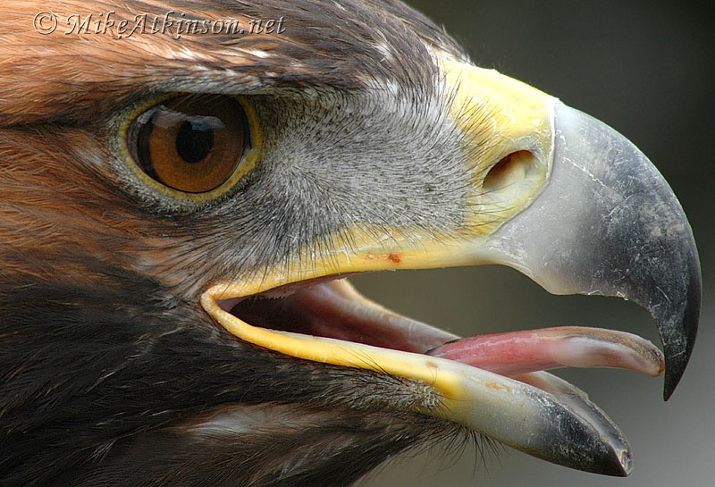 golden eagle bird. Golden Eagle (captive ird)