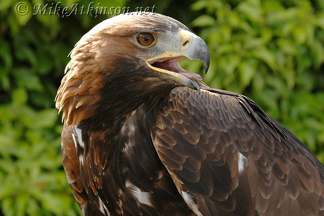 Golden Eagle (captive bird)