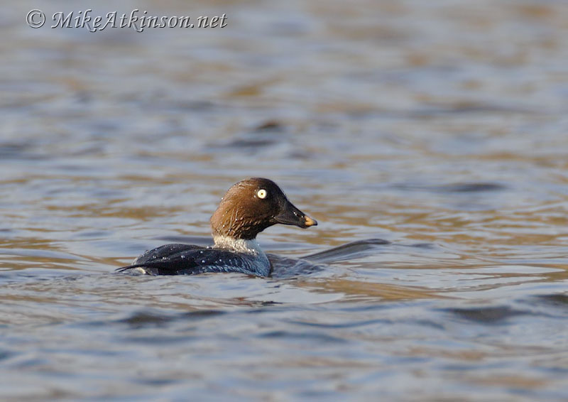 Goldeneye