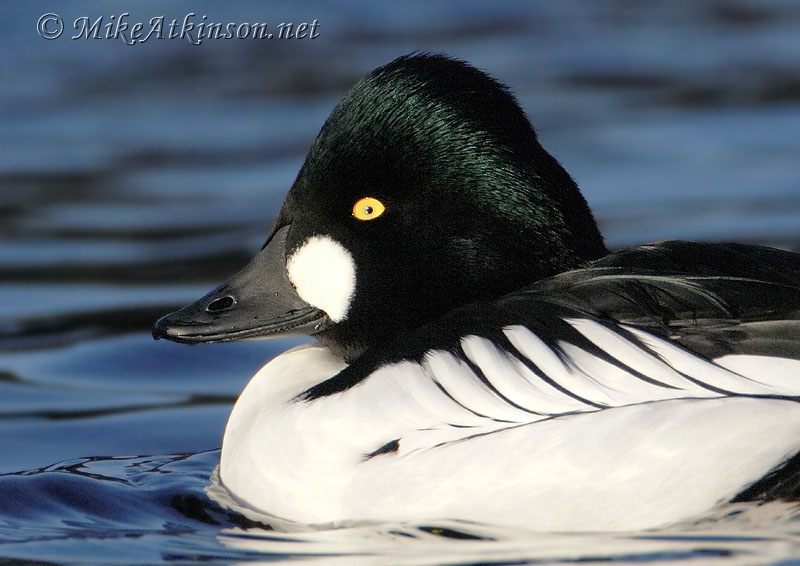 Goldeneye