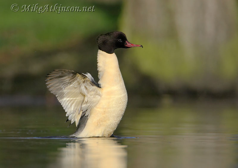 Goosander