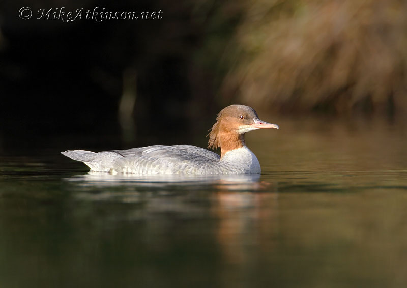 Goosander