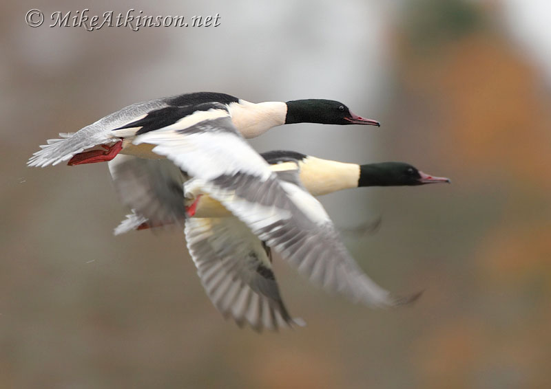 Goosander