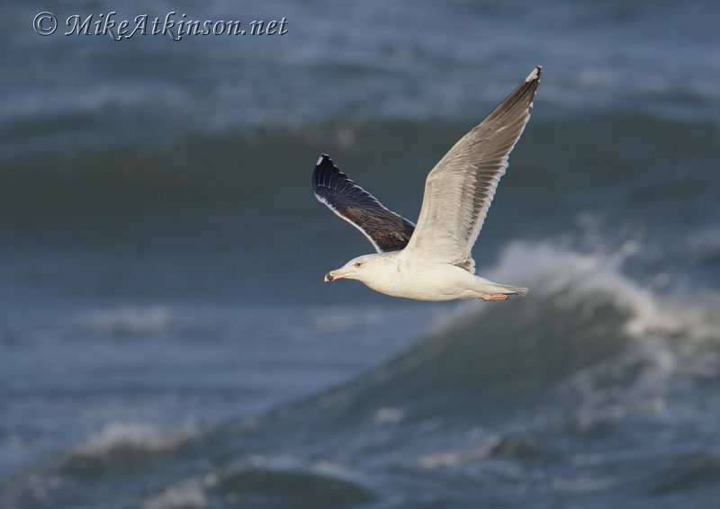 Great Black-backed Gull