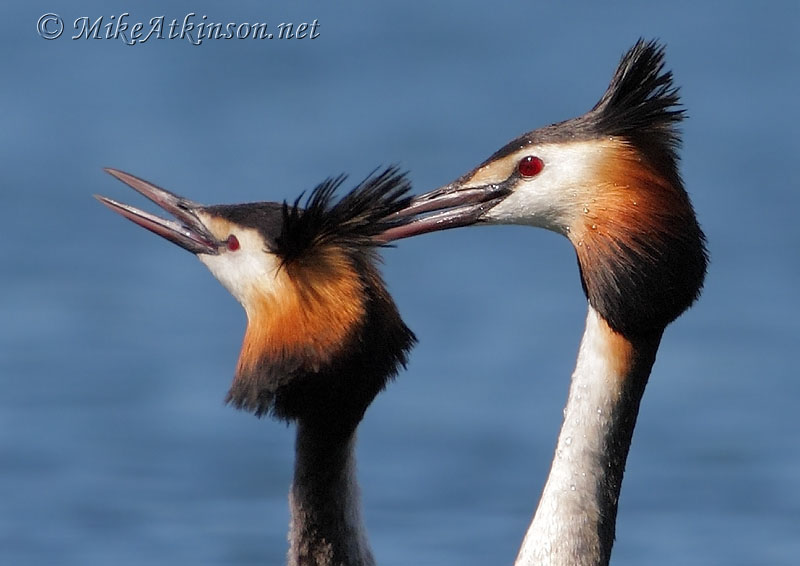 Great Crested Grebe