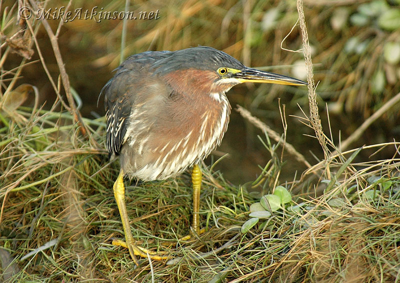 Green Heron