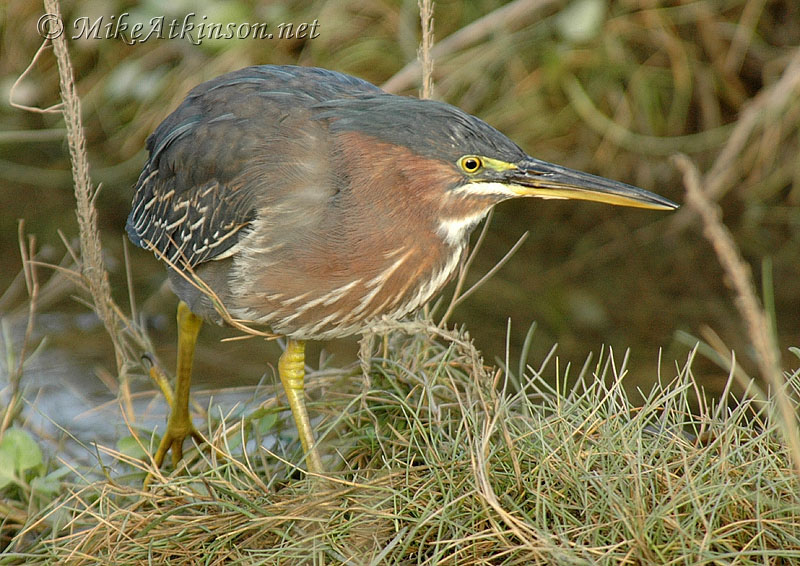 Green Heron