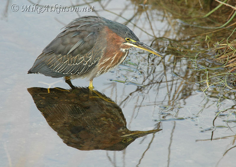 Green Heron