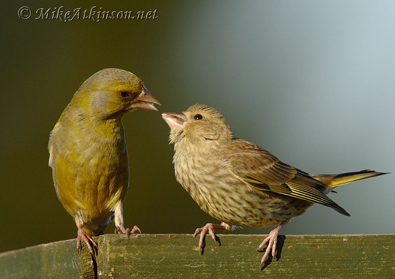 Greenfinch