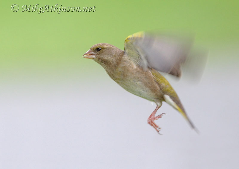 Greenfinch