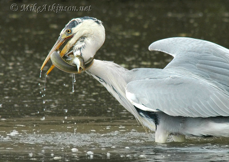 Grey Heron