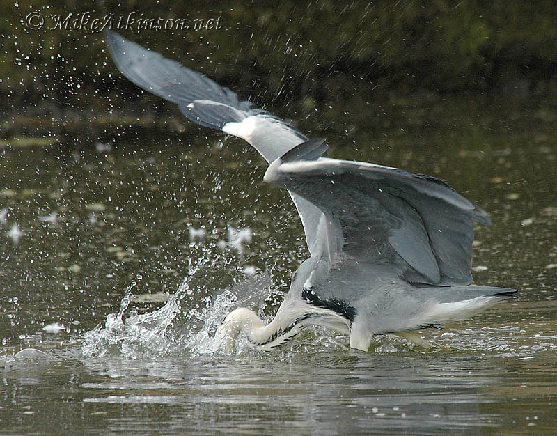 Grey Heron