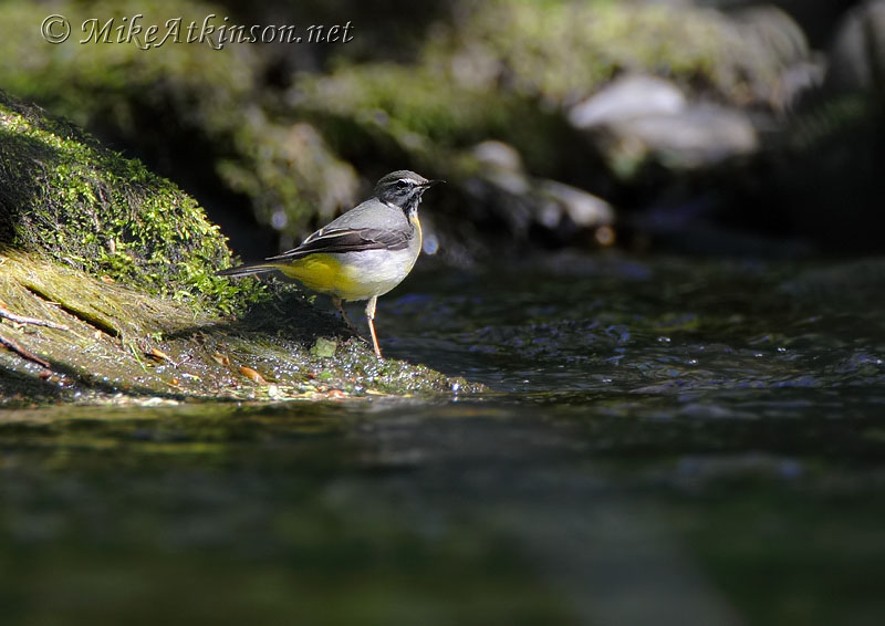 Grey Wagtail