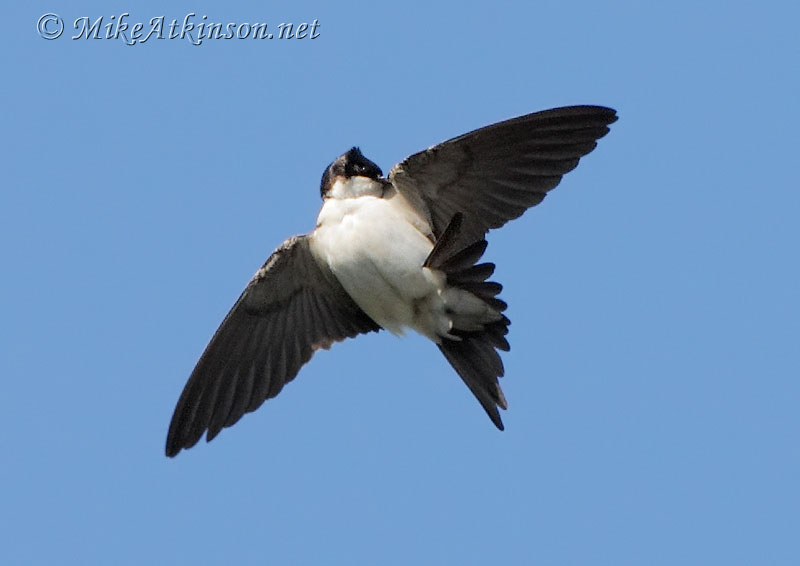 House Martin