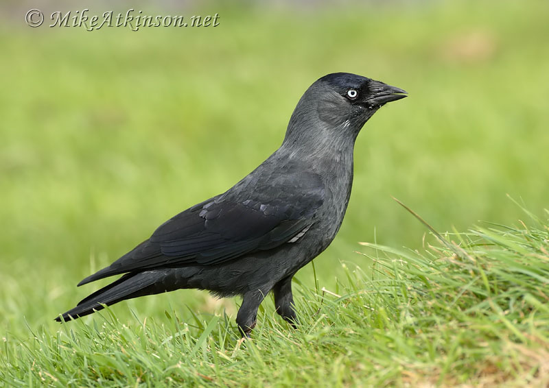 Jackdaw