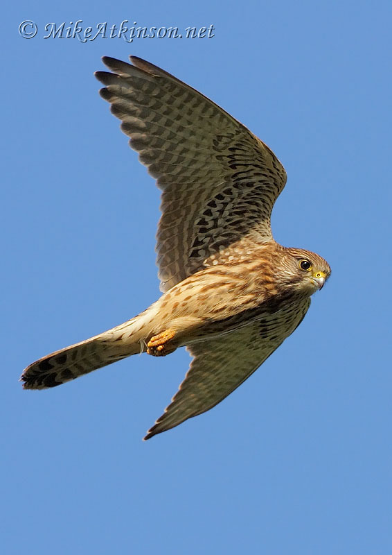 Kestrel