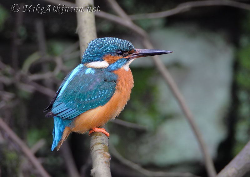 Kingfisher