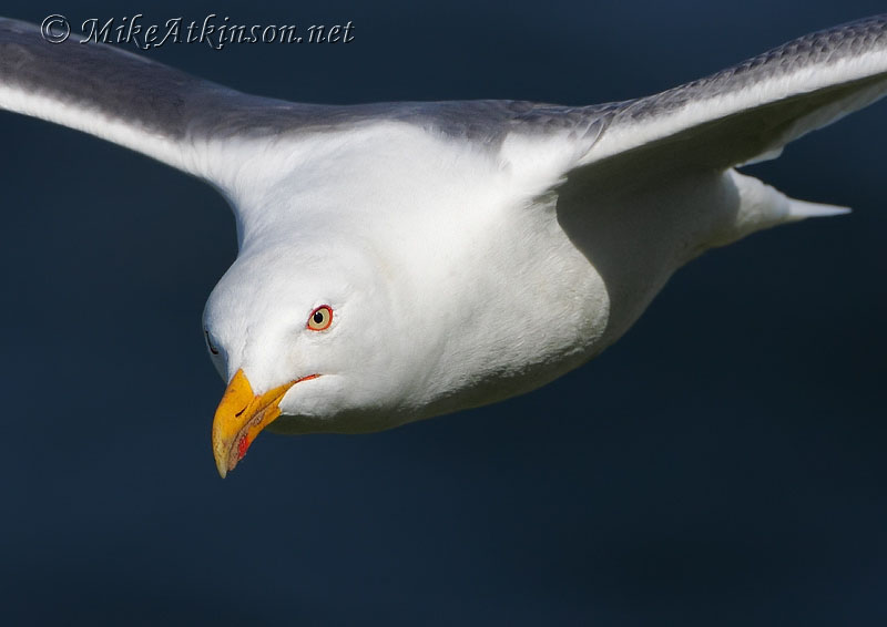 Lesser Black-backed Gull