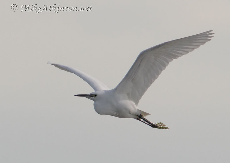 Little Egret